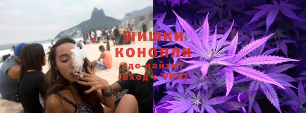 сатива Бородино